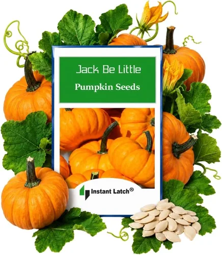 20 semillas de calabaza Jack Be Little para plantar semillas de jardín de Instant Latch sin OMG