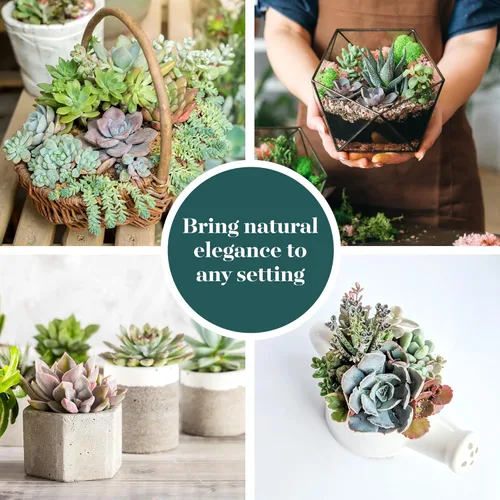 Miniatura 6 de Shop Succulents Colección Soft Hue Surtido de plantas suculentas de interior seleccionadas a mano, totalmente arraigadas en tono pastel, paquete
