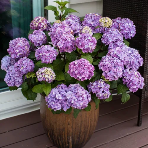Miniatura 2 de Blooming & Beautiful - BloomStruck Hortensia de hoja grande - Verano sin fin - 3 galones - Mophead refloreciente rosa, azul y morado florece