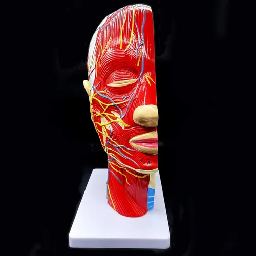 Miniatura 3 de Modelo anatómico de cabeza humana, tamaño real, cavidad nasal, garganta, cerebro, anatomía para ciencias, aula, estudio, exhibición