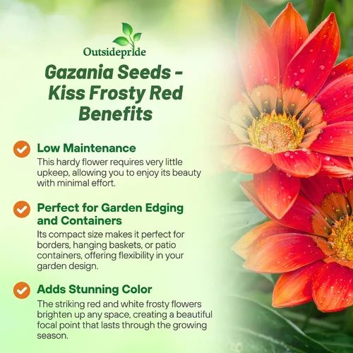 Miniatura 3 de Outsidepride Gazania Kiss - Plantas de jardín tolerantes al calor y a la sequía, color rojo escarchado, 25 semillas