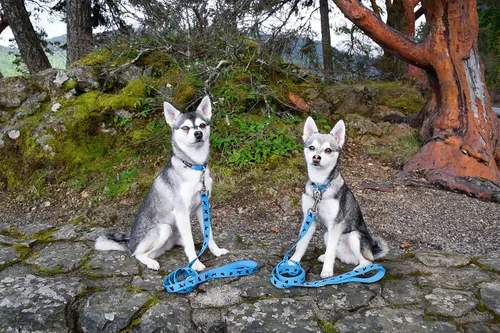 Miniatura 12 de EcoBark Correa para Perro - Correas Cómodas y Reflectantes con Asa Acolchada - Fuerte y Duradera de Alta Resistencia - Entrenamiento y Tiro