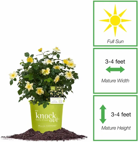 Miniatura 2 de Perfect Plants Easy Bee-zy™ Knock Out® Rose Bush 1 galón Arbusto de rosas vivas Rosas frescas