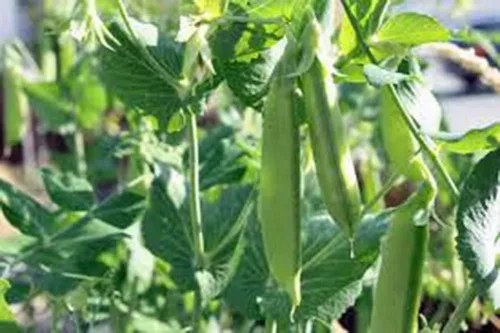 Miniatura 3 de Semilla de guisante, Sugar Daddy Snap Pea, reliquia, sin OMG, 50 semillas, guisantes perfectos, acres de Country Creek