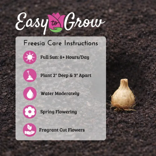 Miniatura 5 de Easy to Grow Freesia - Paquete de 15 bulbos de flores individuales bicolor – Flores rojas y amarillas fragantes de primavera en el sol, ideal