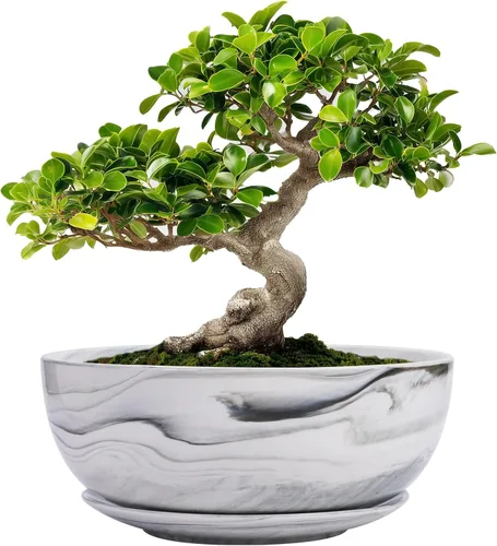 G EPGardening Macetas Bonsai, Maceta de Cerámica de 8 Pulgadas con Patrón de Mármol y Orificio de Drenaje y Platillo para Plantas, Maceta Grande