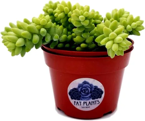 Miniatura 4 de Fat Plants - Colección de suculentas colgantes