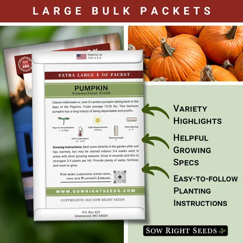 Miniatura 2 de Sow Right Seeds - Semillas de calabaza de campo de Connecticut a granel para plantar - 1 onza, 140 semillas - Jack O'Lantern sin OMG para plantar un