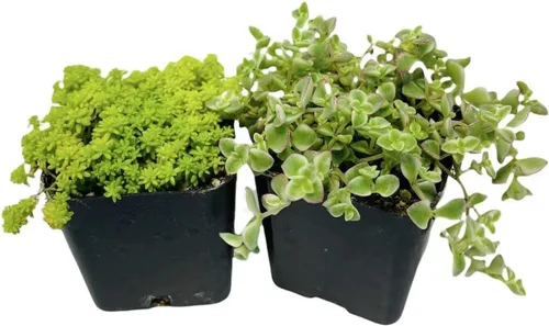 Miniatura 3 de Plantas suculentas vivas de USKC (juego de dos macetas de 2 pulgadas) (cadena de perlas+lágrimas)