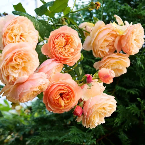 Planta de rosas vivas listas para plantar, rosas fragantes, flores, en maceta, flores ornamentales para interiores y exteriores, hogar y jardín