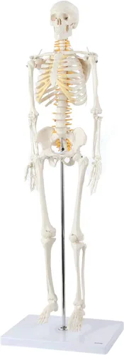 Axis Scientific Mini modelo de esqueleto humano con soporte de metal, 31 pulgadas de alto con brazos y piernas extraíbles, fácil de montar, incluye