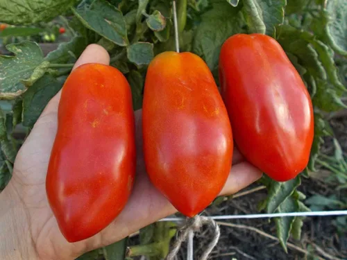 Miniatura 4 de Semillas Verduras Tomate en Forma de Pimienta - 25 Semillas