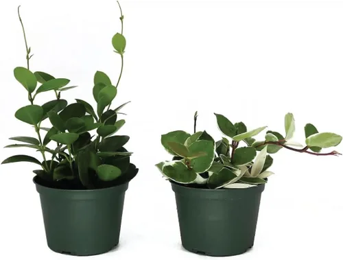Miniatura 8 de American Plant Exchange Plantas Hoya surtidas, macetas de 4 pulgadas, paquete de 3, enredaderas de cera con flores vivas, plantas