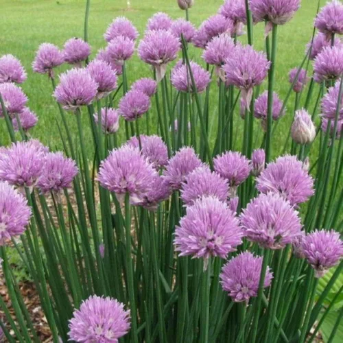 Miniatura 2 de 1000 semillas de hierbas de cebollino de jardín Allium schoenoprasum – Premium sin OMG, polinizado abierto, semillas cultivadas en Estados Unidos