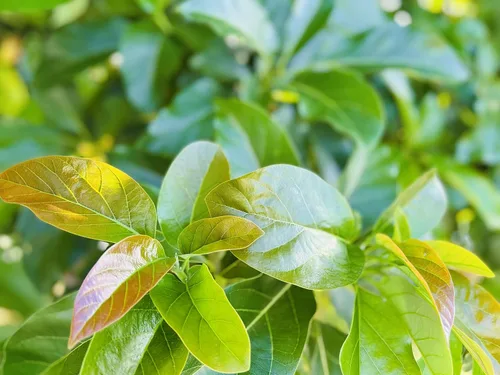 Miniatura 2 de Hojas de aguacate verde fresco de 4 onzas (30 a 60 hojas) Pick Fresh By Order Sin pesticidas, sin productos químicos frescos de Florida, árbol