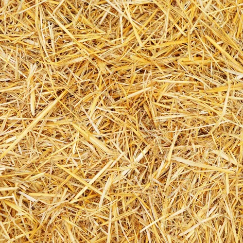 Miniatura 2 de Paja de trigo 100% natural para cama de animales, mantillo de jardín, compost y fertilizante, y cobertura de césped (2 libras)