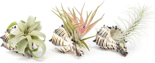 Air Plant Shop Black Murex Seashells con Tillandsia Streptophylla, Velutina y Funckiana Plantas de aire al por mayor y a granel, Tillandsia viva,