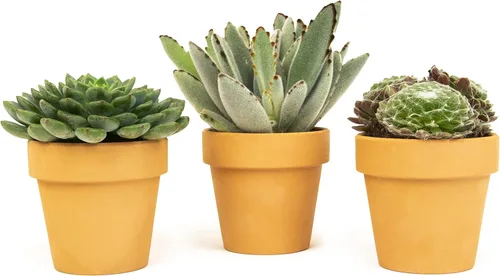 Miniatura 3 de Plantas suculentas viven en macetas de arcilla (paquete de 3), plantas suculentas vivas en macetas suculentas, suculentas vivas, regalos únicos