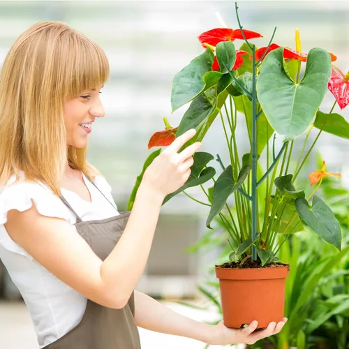 Miniatura 7 de Paquete de 5 estacas de soporte apilables para plantas Monstera para plantas de interior y exterior, accesorios de jardín para plantas trepadoras