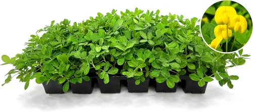 Miniatura 11 de Hierba ornamental de maní Planta de tamaño grande de 1 galón Arachis glabrata Cubierta de suelo tolerante a la sequía Alternativa de césped