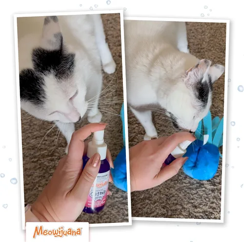 Miniatura 7 de Meowijuana Spray de hierba gatera y vid plateada - 3 onzas Fórmula de alta potencia Fórmula natural para dueños de mascotas y hogares con varios