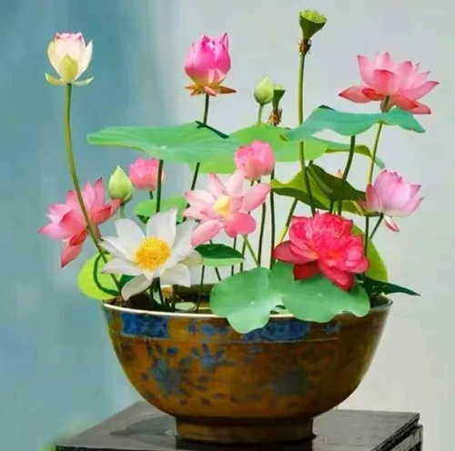 Miniatura 3 de 25 semillas de loto bonsái, tazón de semillas de loto, flor de lirio de agua. Mezcla acuática comestible, semillas de loto ideales para principiantes