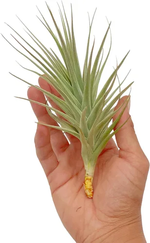 Miniatura 73 de ragnaroc Air Plants - Floración Tillandsia Bulbosa Belice, gigante de 7-9 pulgadas, 1 unidad, llegada en vivo garantizada, plantas