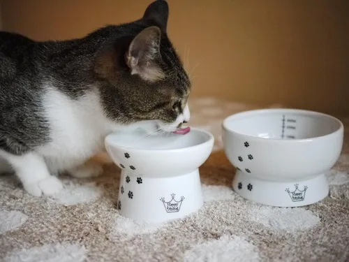 Necoichi Cuenco elevado para comida y agua para gatos, cuencos elevados de cerámica para fatiga de bigotes y cuello, apto para lavavajillas y