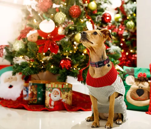 Miniatura 4 de DOGWONG Collar navideño de algodón para perro, collar de perro a cuadros rojos resistente, duradero, suave, collar de perro para mascotas, lindo
