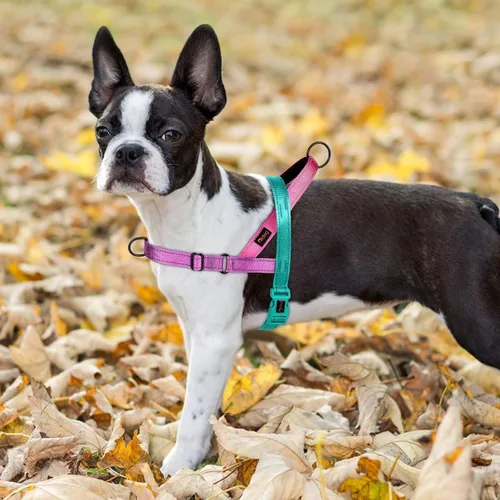 Miniatura 5 de Didog Arnés sin tirones para perro, con mango acolchado suave, ajuste rápido y ligero ajustable, fácil de entrenar y caminar para perros pequeños