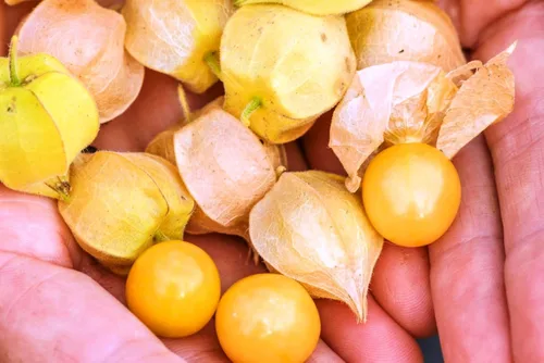 Más de 200 Semillas Fresa Cereza Molida - Physalis - Naranja Vegetal