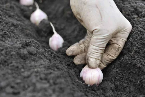 Miniatura 2 de Bombilla de ajo (8 onzas), bombilla de ajo de cuello duro siberiano fresco para plantar y cultivar tu propio ajo o comer