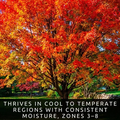 Miniatura 7 de Amur Maple Tree - Plantas vivas (Acer ginnala) – Follaje de otoño rojo brillante – Árbol ornamental resistente – Arce compacto de rápido crecimiento