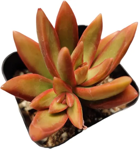 Miniatura 18 de Plantas suculentas de cactus vivos de USKC (maceta de 2 pulgadas Echeveria Blue Bird)