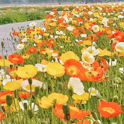 Miniatura 4 de 1000 semillas perennes de amapola de Islandia, fáciles de plantar, flores pastel brillantes y suaves de larga duración para los amantes del jardín