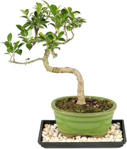Miniatura 16 de Brussel's Bonsai - Árbol bonsái para interiores, M