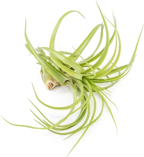 Air Plant Shop Paquete de 5 XL Tillandsia Abdita Brachycaulos - Venta al por mayor y a granel - Suculentas - Tillandsia viva - Plantas de interior y