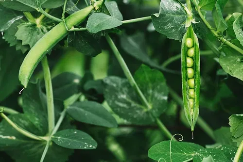 Miniatura 13 de CZ Grain Semillas de parcela de alimentos para plantar: cultiva alimentos para ciervos, pavos, alces, fesantes, codornices y otros animales Cebada