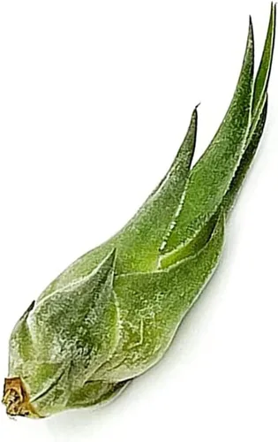 Miniatura 43 de ragnaroc Planta de Aire Viva – Tillandsia Capiput, Jumbo 6-9” - 2 unidades - Llegada Viva Garantizada - Plantas de Casa para Decoración del Hogar