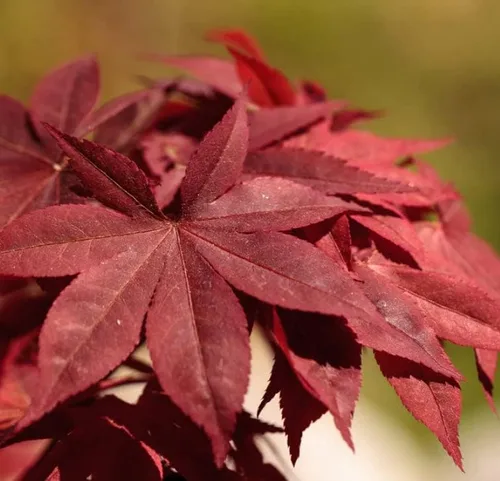 Miniatura 3 de Planta viva de arce rojo japonés, árbol de 1 a 2 pies de alto en maceta de 3 pulgadas, arce rojo enano ornamental al aire libre para paisajismo