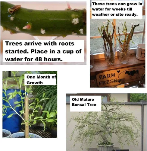 Planta de árbol - Bonsái, corte de sauce australiano, tronco grueso, bonsái de más rápido crecimiento