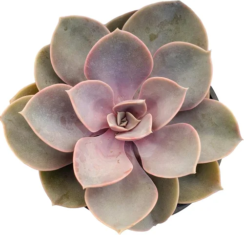 Miniatura 4 de Fat Plants San Diego Live Echeveria Planta Suculenta Híbrida, Lola