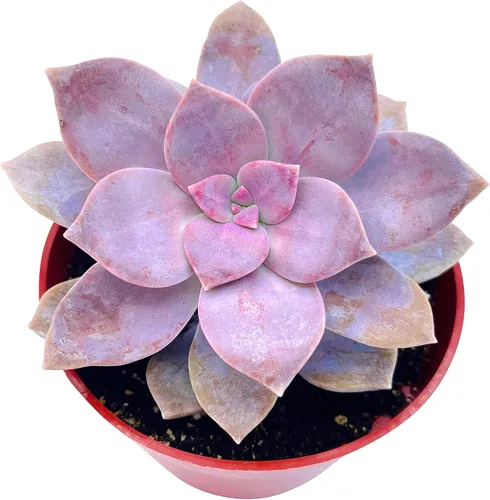 Miniatura 2 de The Succulent Cult Plantas suculentas vivas Graptopetalum Superbum de 4 pulgadas, plantas suculentas vivas, plantas suculentas totalmente
