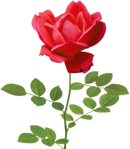 Miniatura 2 de Perfect Plants Double Red Knock Out Rose 1 galón, Guía de plantación de plantas vivas