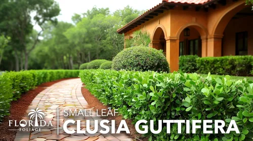 Miniatura 2 de Clusia Guttifera - Hoja pequeña 30 plantas vivas Clusia guttifera Plantas de cobertura de privacidad Arbusto de hoja perenne para paisajismo