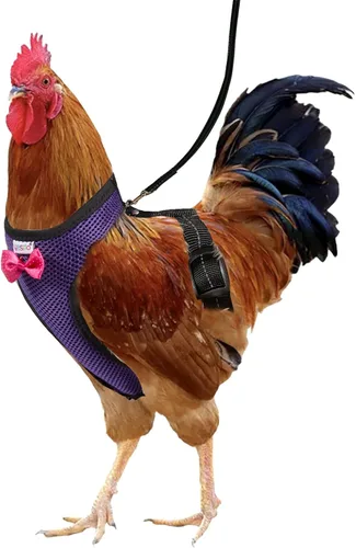 Miniatura 22 de Pañal de arnés de pollo ajustable (correa de 5.4 pies), transpirable y lavable, entrenamiento seguro para gallinas, patos y pollitos Solución