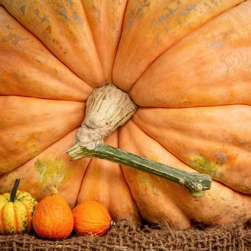 Calabaza-Atlántico Gigante (10 Semillas)