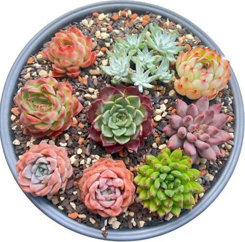 Miniatura 11 de Paquete de 100 plantas suculentas vivas, suculentas surtidas a granel, raíz desnuda a granel, mini plantas suculentas vivas, plantas suculentas