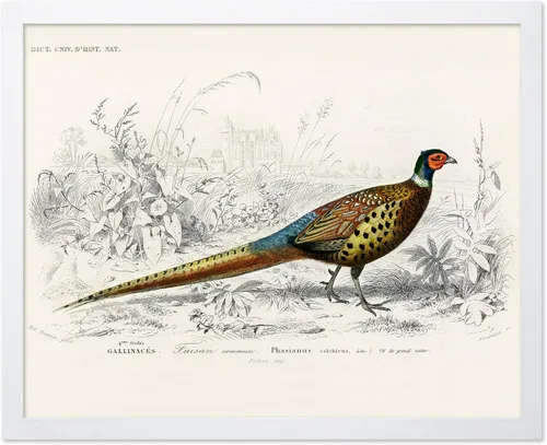 Miniatura 31 de Poster Master Vintage James Audubon Póster - Impresión Retro de Cuervo - Arte de Aves de América - Arte de Aves - Regalo para Hombres, Mujeres