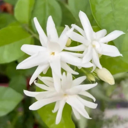 Miniatura 4 de 2 plantas de jazmín vivas, planta de flores de jazmín trepadoras, zona 4 a 11, 5 a 7 pulgadas de altura (blanco doble)